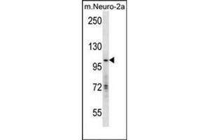 Western blot analysis of KAT2A / GCN5L2 Antibody (C-term) in mouse Neuro-2a cell line lysates (35ug/lane).