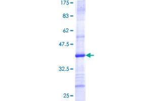 TOMM40 Protein (AA 276-361) (GST tag)