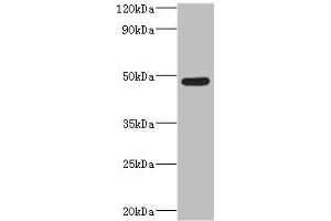 Western blot All lanes: IFT57 antibody at 2 μg/mL + Mouse lung tissue Secondary Goat polyclonal to rabbit IgG at 1/10000 dilution Predicted band size: 49 kDa Observed band size: 49 kDa (IFT57 抗体  (AA 170-429))