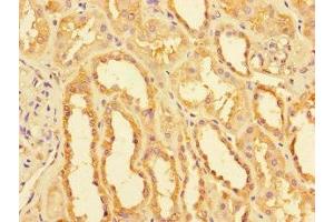 Immunohistochemistry of paraffin-embedded human kidney tissue using ABIN7160916 at dilution of 1:100 (NDUFB11 抗体  (AA 30-88))