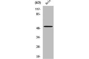 Western Blot analysis of MCF7 cells using Septin 7 Polyclonal Antibody (Septin 7 抗体  (C-Term))