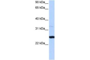 Western Blotting (WB) image for anti-phosphoribosyl Transferase Domain Containing 1 (PRTFDC1) antibody (ABIN2463223) (PRTFDC1 抗体)
