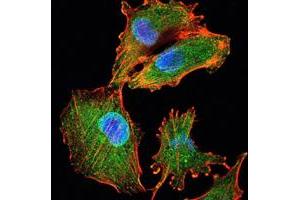 .Immunofluorescence analysis of U251 cells using IL34 mouse mAb (green). Blue. DRAQ5 fluorescent DNA dye. Red. Actin filaments have been labeled with Alexa Fluor-555 phalloidin. (IL-34 抗体)