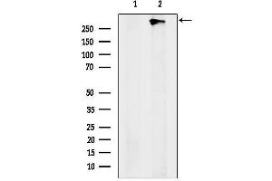 anti-Zinc Finger Homeobox 4 (ZFHX4) antibody