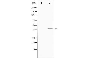 Western blot analysis of CREB phosphorylation expression in PMA treated HeLa whole cell lysates,The lane on the left is treated with the antigen-specific peptide. (CREB1 抗体  (pSer142))