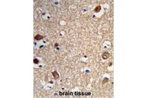 Formalin-fixed and paraffin-embedded human brain tissue reacted with ACTR5 Antibody (C-term), which was peroxidase-conjugated to the secondary antibody, followed by DAB staining. (ACTR5 抗体  (C-Term))