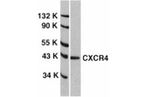 Western blot analysis of CXCR4 in HeLa total cell lysate with AP30267PU-N anti-CXCR4 (EL) at 1/1000 dilution. (CXCR4 抗体  (Extracellular Loop))