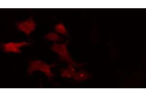 ABIN6274842 staining 293 cells by IF/ICC. (APPBP2 抗体  (Internal Region))