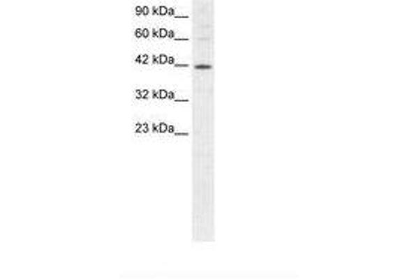 MIER1 anticorps  (AA 250-293)