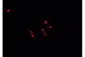 ABIN6268860 staining U-937 cells by IF/ICC. (Cyclin A1 抗体)