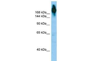 WB Suggested Anti-FLNC Antibody Titration: 1. (FLNC 抗体  (N-Term))