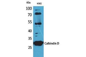 Western Blotting (WB) image for anti-Calbindin (CALB1) (C-Term) antibody (ABIN3178240) (CALB1 抗体  (C-Term))