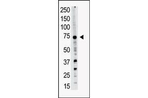 Image no. 1 for anti-PR Domain Containing 14 (PRDM14) (N-Term) antibody (ABIN356723)