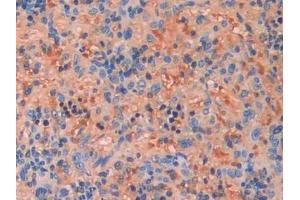 DAB staining on IHC-P; Samples: Rat Spleen Tissue (FGF13 抗体  (AA 1-192))