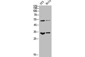 Western Blot analysis of NIH-3T3 Hela cells using M-CSF Polyclonal Antibody (M-CSF/CSF1 抗体  (C-Term))