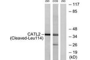 Western blot analysis of extracts from 293/COS cells, treated with etoposide 25uM 1h, using CATL2 (Cleaved-Leu114) Antibody. (Cathepsin L2 抗体  (Cleaved-Leu114))