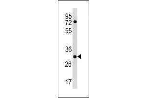 HLA-DOA Antibody (N-term) (ABIN1881420 and ABIN2843244) western blot analysis in HL-60 cell line lysates (35 μg/lane).