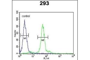 LOX Antibody (Center) (ABIN653071 and ABIN2842672) flow cytometric analysis of 293 cells (right histogram) compared to a negative control cell (left histogram). (LOX 抗体  (AA 234-260))