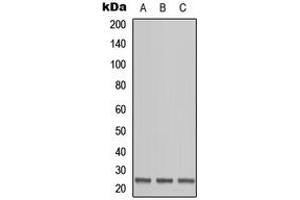 Western blot analysis of OAZ1 expression in HEK293T (A), Raw264. (OAZ1 抗体  (N-Term))