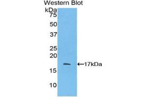 Western Blotting (WB) image for anti-Pleiotrophin (PTN) (AA 33-168) antibody (ABIN3206897) (Pleiotrophin 抗体  (AA 33-168))