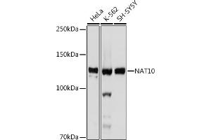 Western blot analysis of extracts of various cell lines, using N antibody (ABIN7268774) at 1:1000 dilution.