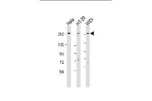 All lanes : Anti-PCNXL2 Antibody (N-Term) at 1:1000-1:2000 dilution Lane 1: Hela whole cell lysate Lane 2: HT-29 whole cell lysate Lane 3: WiDr whole cell lysate Lysates/proteins at 20 μg per lane. (PCNXL2 抗体  (AA 467-499))
