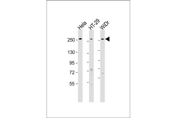 PCNXL2 Antikörper  (AA 467-499)
