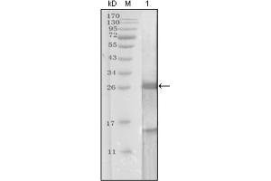 Western blot analysis using KLK3 antibody against truncated KLK3 recombinant protein. (Prostate Specific Antigen 抗体  (AA 26-251))