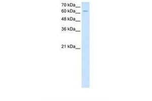 Image no. 2 for anti-Nuclear Receptor Subfamily 2, Group C, Member 2 (NR2C2) (AA 451-500) antibody (ABIN321359)