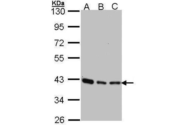 SEC13 抗体  (Center)