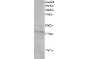 ABIN185082 staining (1µg/ml) of Jurkat lysate (RIPA buffer, 30µg total protein per lane). (SAE1 抗体  (C-Term))