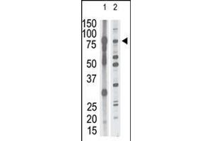 Antibody is used in Western blot to detect MMP15 in mouse brain tissue lysate (lane 1) and HL60 cell lysate (lane 2) lysate. (MMP15 抗体  (N-Term))