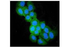IF analysis of SULT2B1 using anti-SULT2B1 antibody (ABIN3043414).