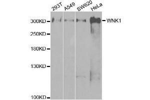 Western blot analysis of extracts of various cell lines, using WNK1 antibody. (WNK1 抗体  (AA 1-210))