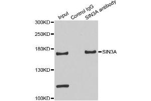 Immunoprecipitation analysis of 200ug extracts of HeLa cells using 3ug SIN3A antibody. (SIN3A 抗体)