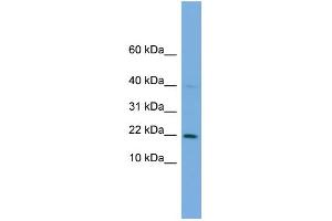 WB Suggested Anti-C7orf16 Antibody Titration: 0.