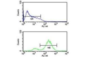 EIF4E antibody flow cytometric analysis of HL-60 cells (bottom histogram) compared to a negative control (top histogram). (EIF4E 抗体)
