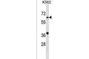ASB10 Antibody (N-term) (ABIN1539591 and ABIN2849214) western blot analysis in K562 cell line lysates (35 μg/lane). (ASB10 抗体  (N-Term))