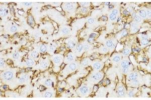 Immunohistochemistry of paraffin-embedded Mouse liver using YKL-40 / CHI3L1 Polyclonal Antibody at dilution of 1:100 (40x lens). (CHI3L1 抗体)