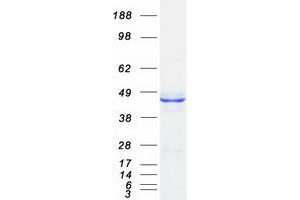 Western Blotting (WB) image for Queuine tRNA-Ribosyltransferase Domain Containing 1 (QTRTD1) protein (Myc-DYKDDDDK Tag) (ABIN2730258)