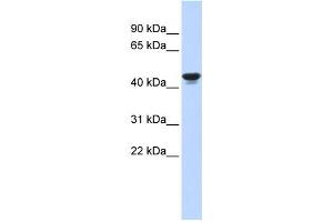 Western Blotting (WB) image for anti-Hypoxia Inducible Factor 1, alpha Subunit Inhibitor (HIF1AN) antibody (ABIN2458381) (HIF1AN 抗体)