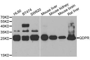 Western blot analysis of extracts of various cell lines, using QDPR antibody. (QDPR 抗体  (AA 1-244))