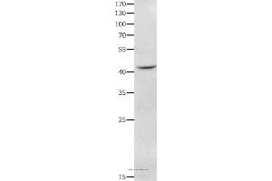 Western blot analysis of RAW264. (NFKBID 抗体)