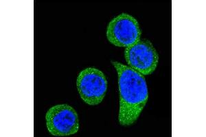 Immunofluorescence (IF) image for anti-Corticotropin Releasing Hormone Receptor 2 (CRHR2) (AA 243-272) antibody (ABIN390758)