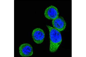 Confocal immunofluorescent analysis of CRHR2 Antibody (Center) (ABIN390758 and ABIN2841016) with Hela cell followed by Alexa Fluor 488-conjugated goat anti-rabbit lgG (green). (CRHR2 抗体  (AA 243-272))
