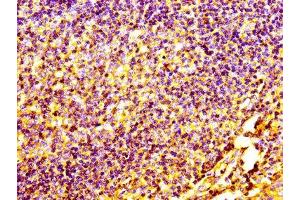 IHC image of ABIN7147154 diluted at 1:100 and staining in paraffin-embedded human tonsil tissue performed on a Leica BondTM system. (CD31 抗体  (AA 28-315))