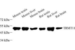 Western blot analysis of TRMT11 (ABIN7076023) at dilution of 1: 1000 (Trmt11 抗体)