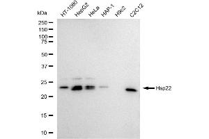 Western blotting analysis using Hsp22 antibody (ABIN7798842).