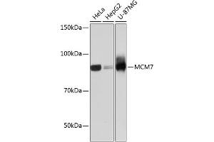 Western blot analysis of extracts of various cell lines, using MCM7 Rabbit mAb (ABIN7268544) at 1:1000 dilution. (MCM7 抗体)
