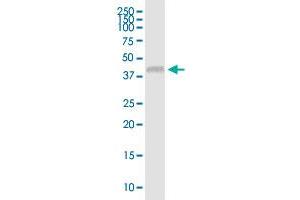 USP18 MaxPab polyclonal antibody. (USP18 抗体  (AA 1-372))